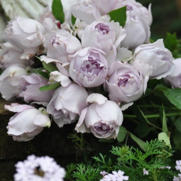 Люцифер — Lucifer