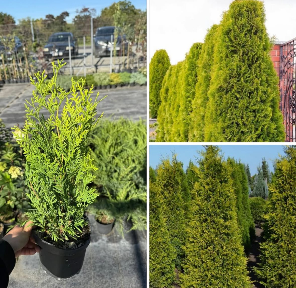 Туя голден брабант