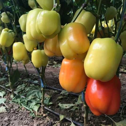 Оіда F1 перець солодкий блочний Clause 250 насінин