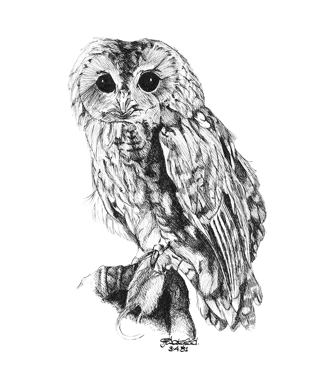Owl