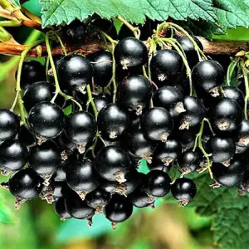 Смородина Блек Меджик
