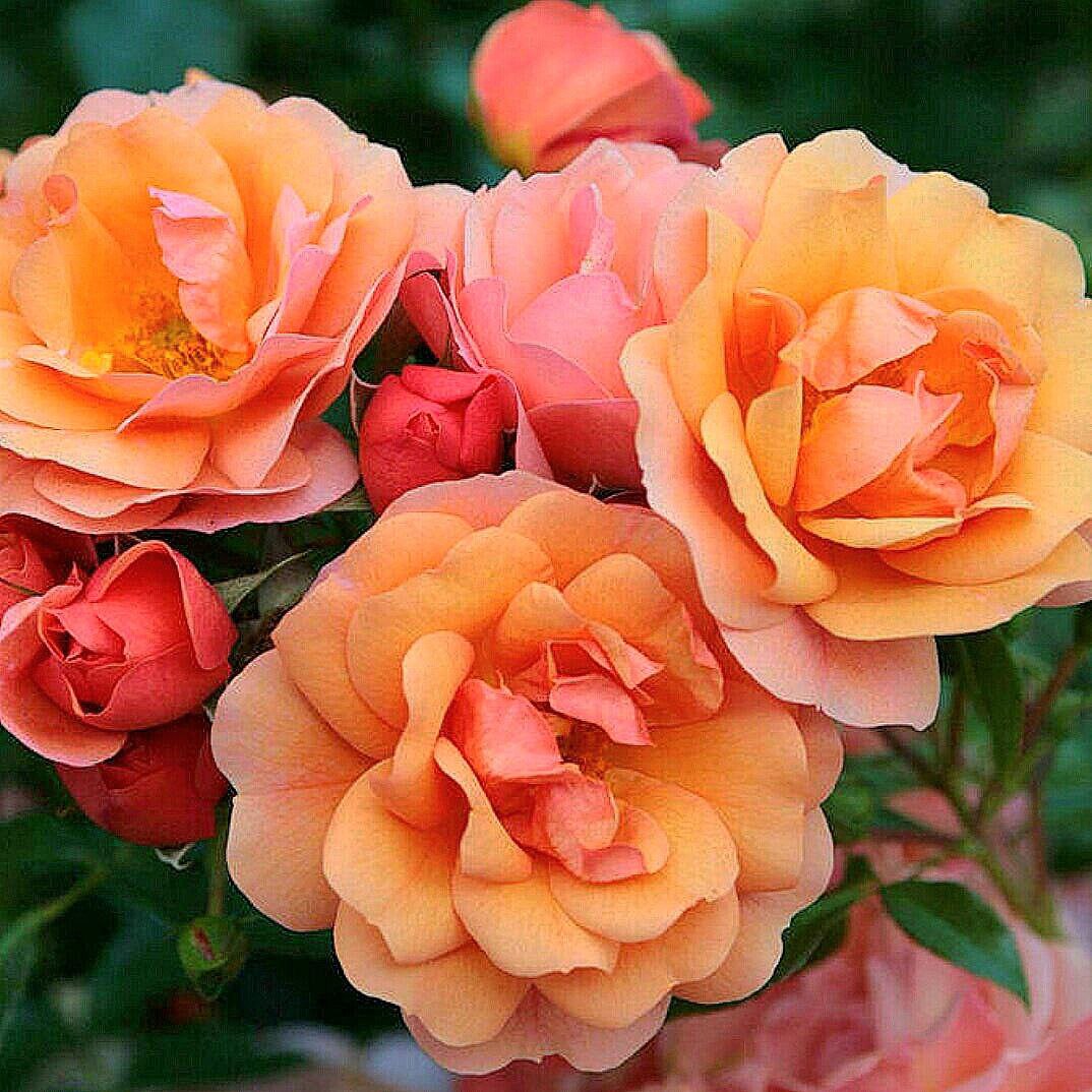 Априкола (Aprikola)