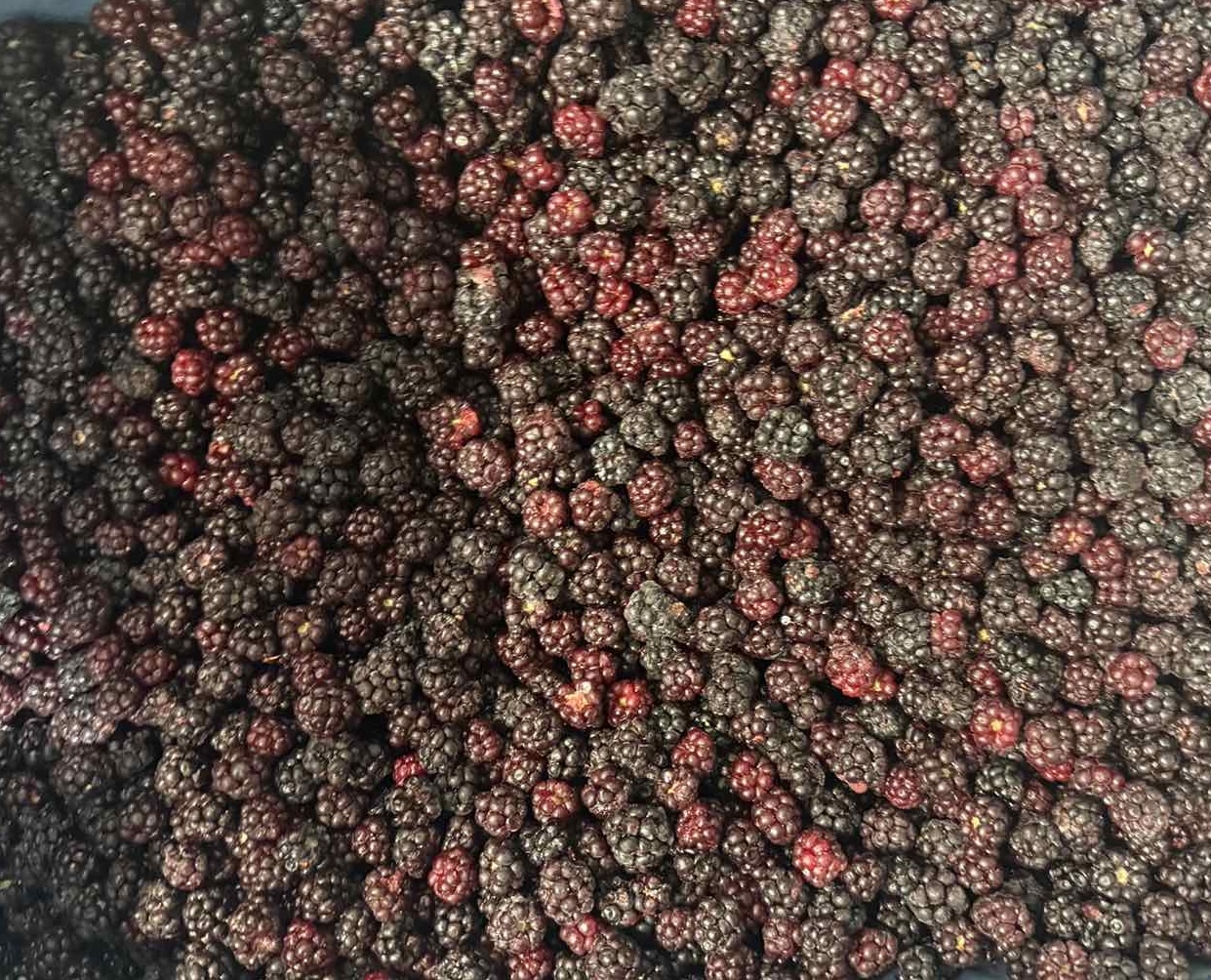 Ожина Лісова Заморожена