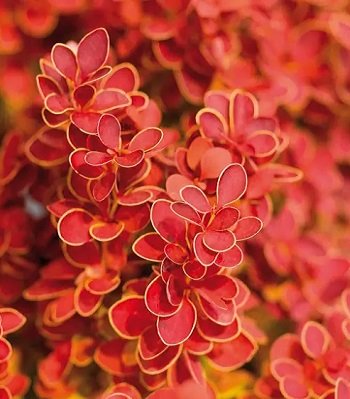 🌿 Барбарис "Marylka" (Berberis thunbergii "Marylka")