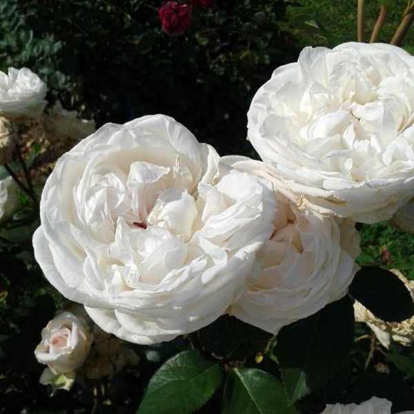 Маріанжела Мелато — Mariangela Melato