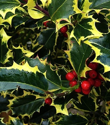 🌿 Падуб "Madame Briot"