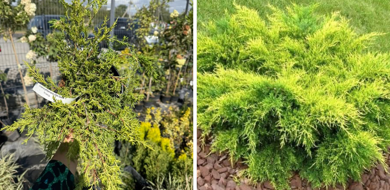 Ялівець олд Голд 3 л