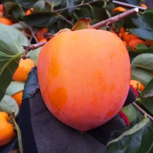 Хурма Українка