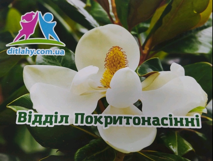Гербарій "Відділ Покритонасінні(за родинами)"