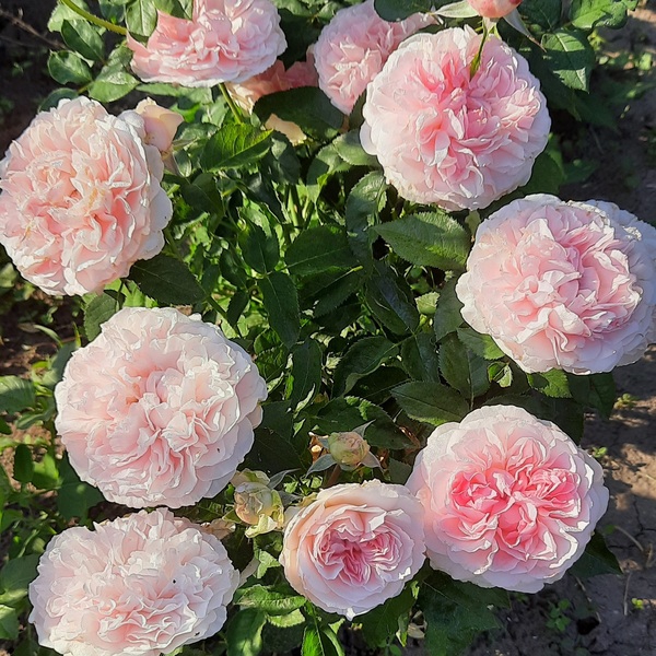 Міранда — Miranda