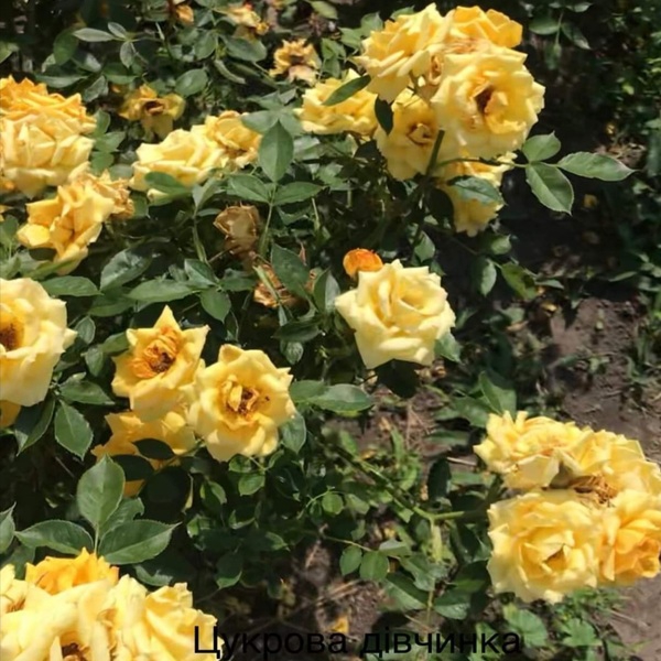 Цукрова дівчинка — Tsukrova Divchynka