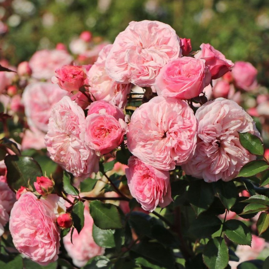 Марія Терезія (Mariatheresia)