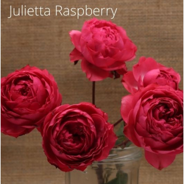 Джульєтта Raspberry — julieta raspberry