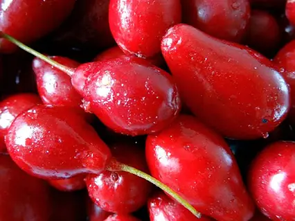 Кизил Світлячок