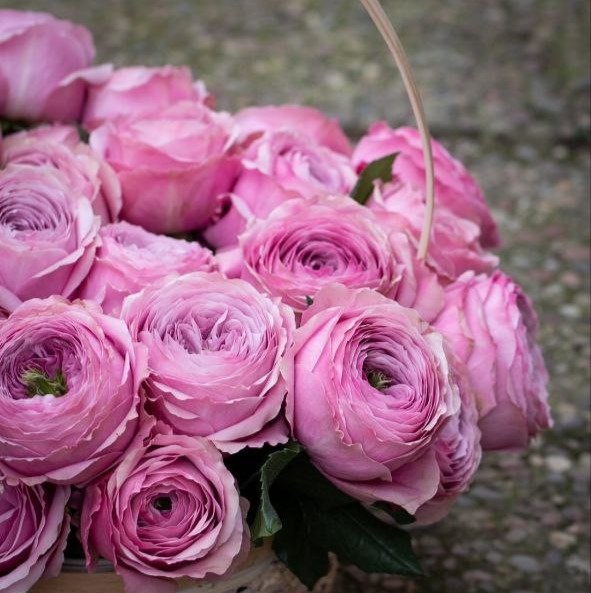 Піоні Кісс (Peony Kiss)