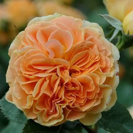 Таймлесс (Timeless)