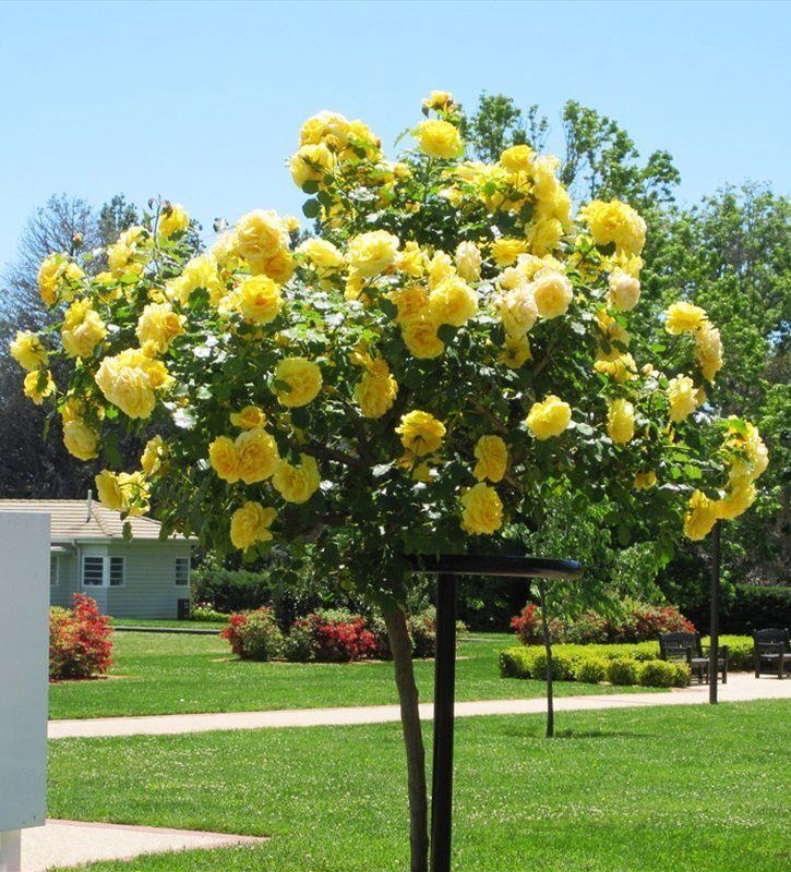 Троянда на штамбі Ландора