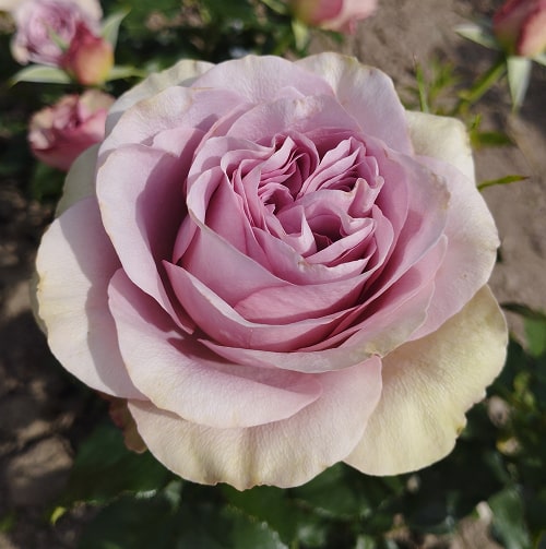 Монмартр (Monmartre)