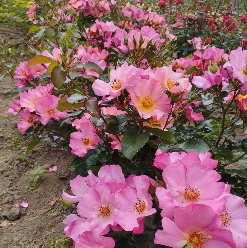 Ян Артюс Бертран (Yann Arthus-Bertrand)