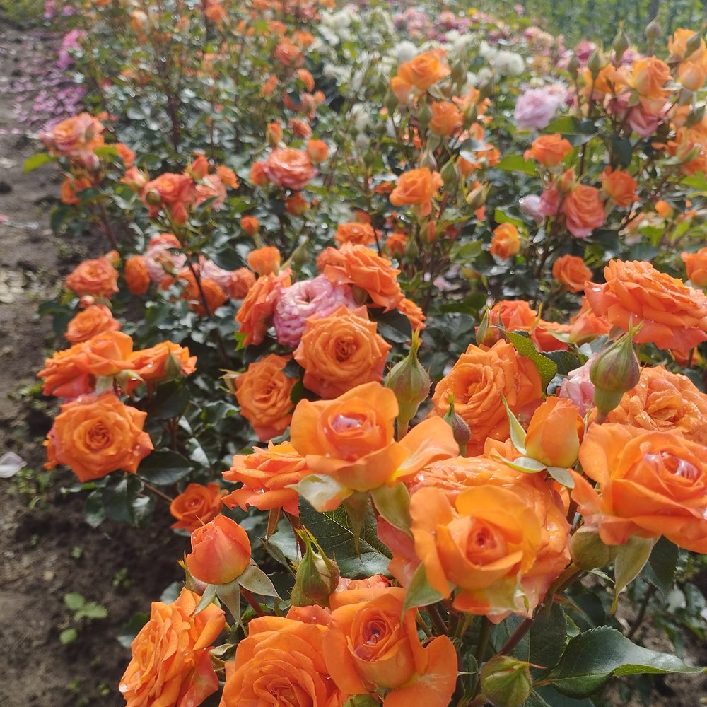 Оранж Бебі (Orange Baby)