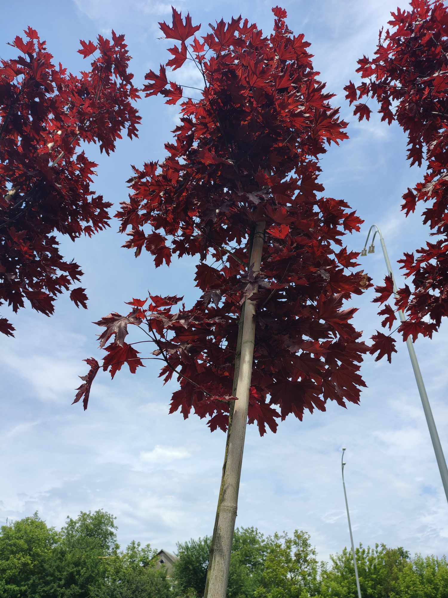 Клен "Royal Red"