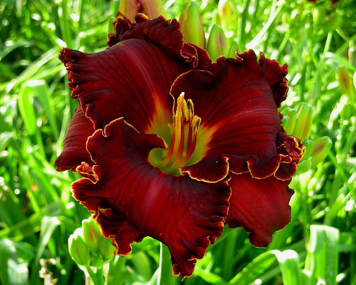 Лілейник №57 Карен Стефенс - Hemerocallis Karen Stephens