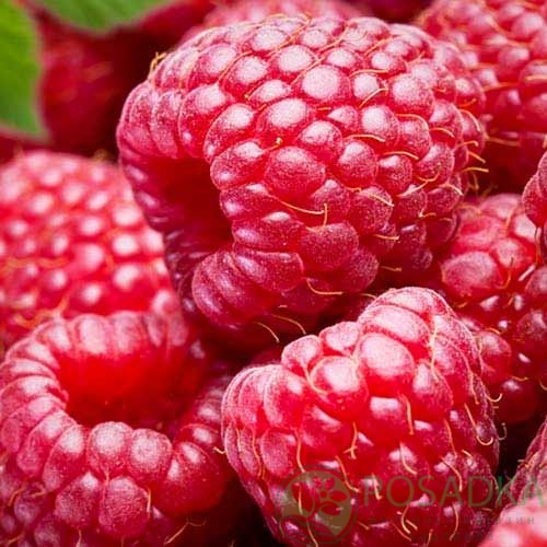 Малина Київський Гігант