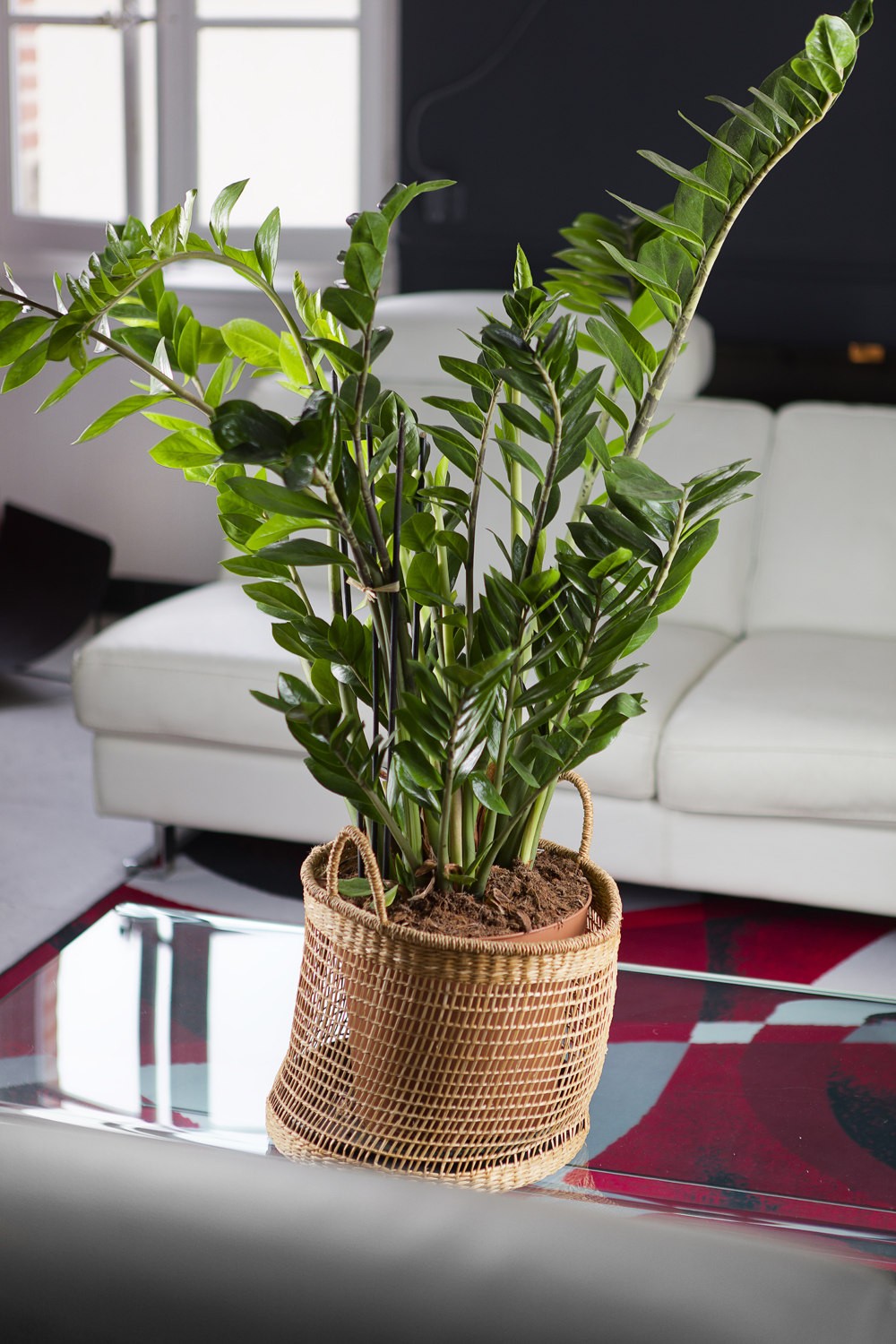 Zamioculcas zamiifolia / Zamioculcas plante d'intérieur