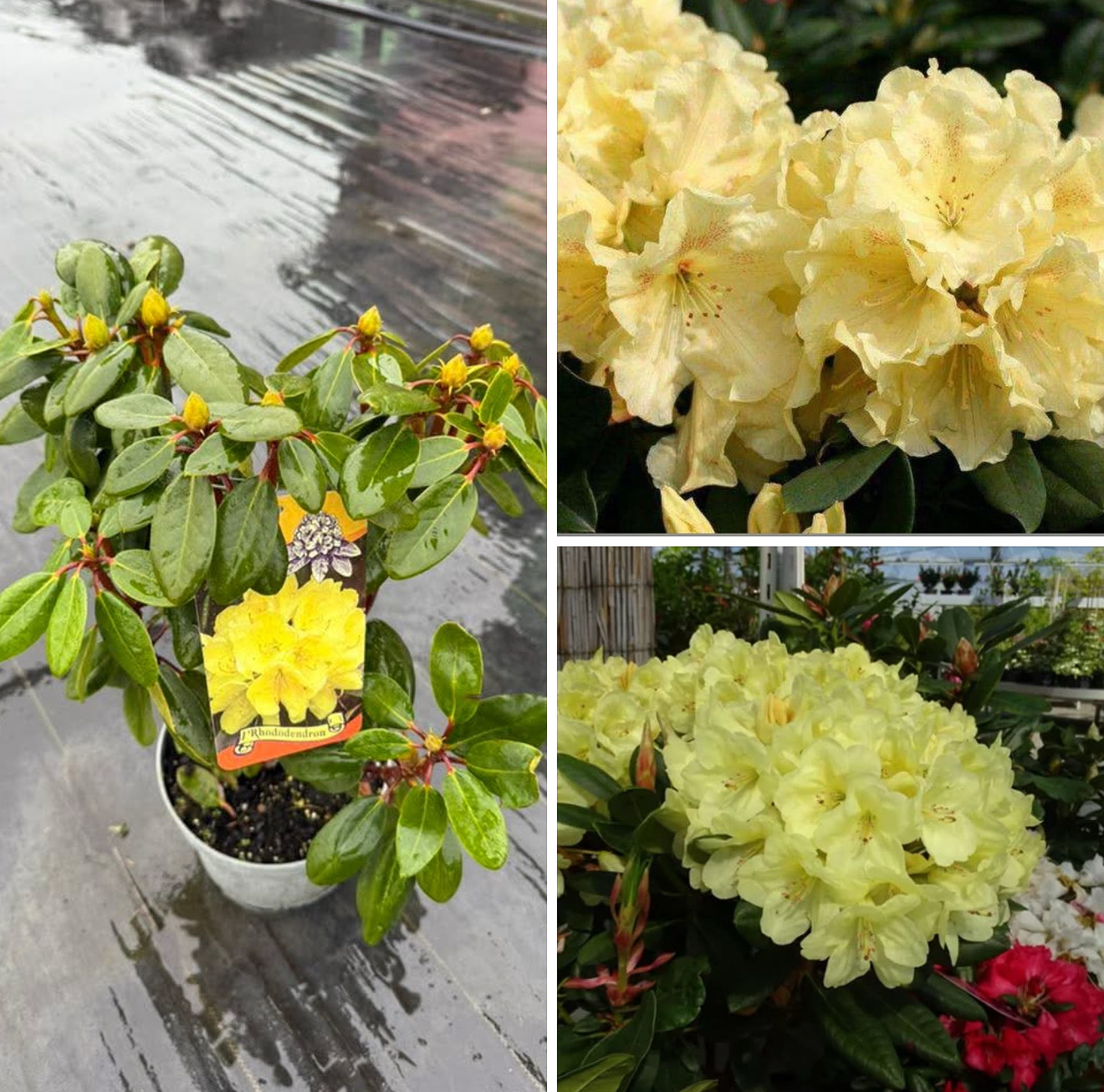 Рододендрон голдінетта