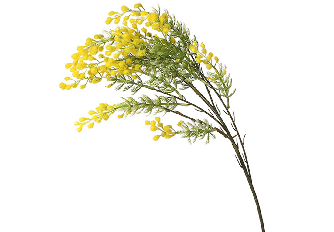 Гілка Мімози