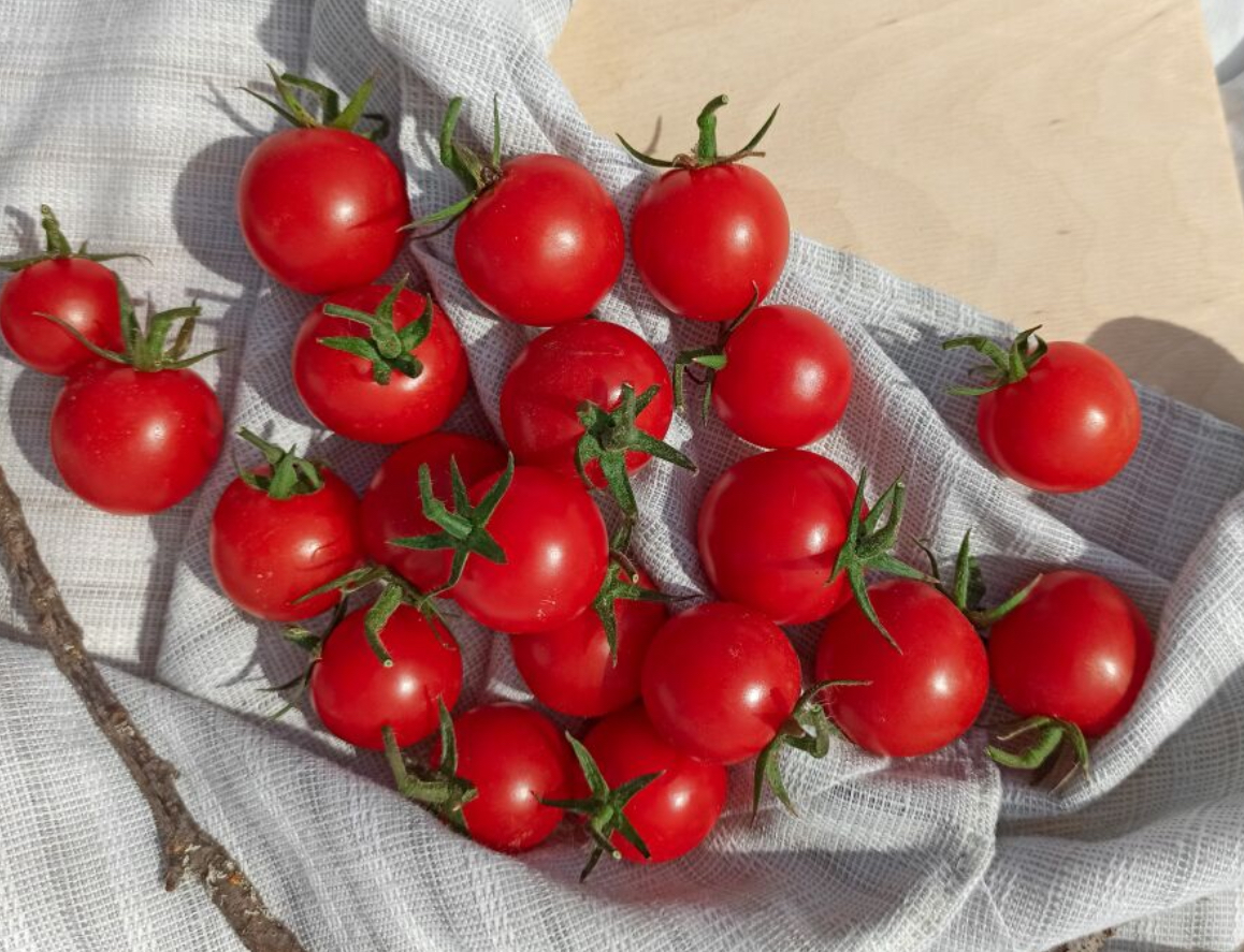 Помідори Корольок 0,2 г (Агро Майстер)