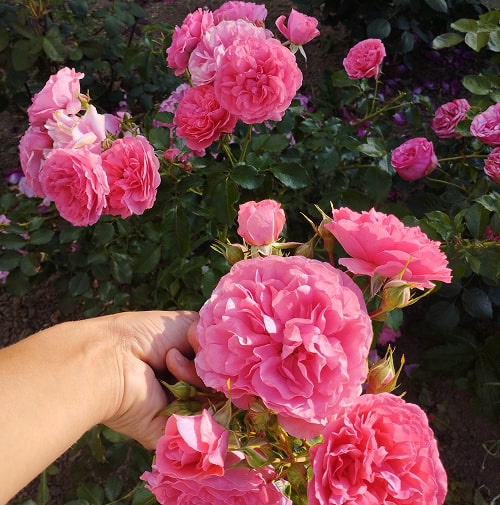 Чотири Сезони (Les Quatre Saisons)