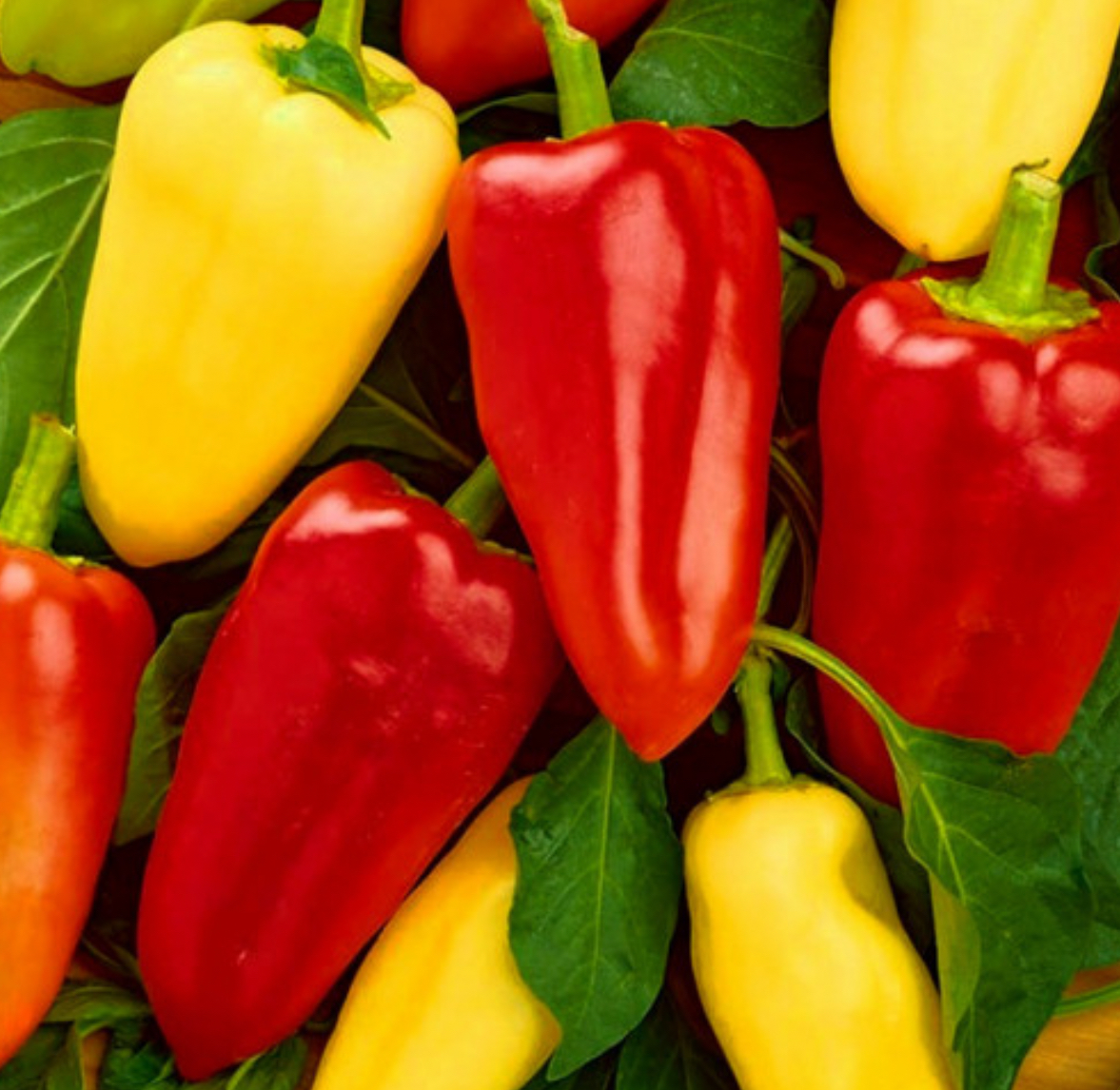 Перець білозерка ( для консервування )