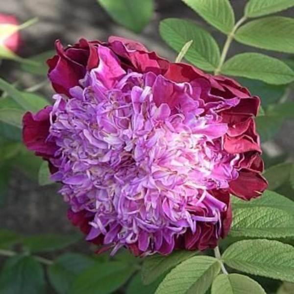 Сувенір де Трелаз — Souvenir de Trelaze (ругоза)