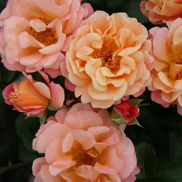 Кубана (Cubana)