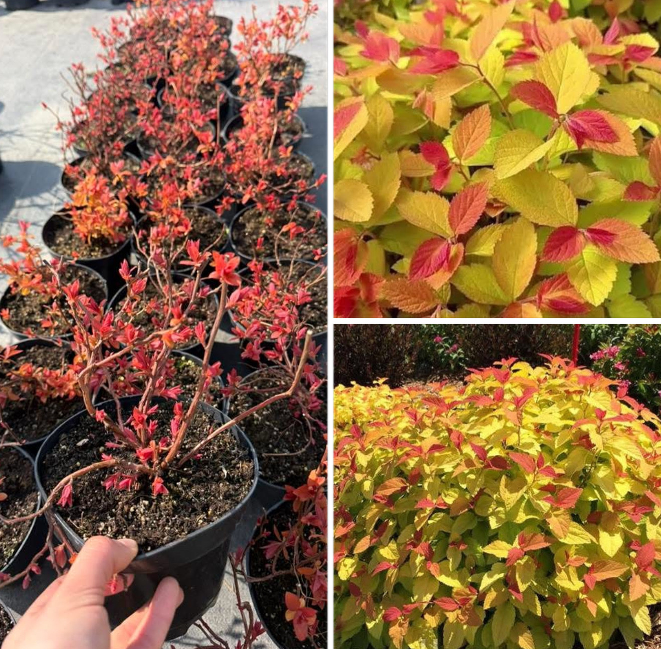 Спірея низькоросла біг бенг 2 л