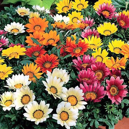 ГАЗАНІЯ  мікс сотрів ( касетна розсада )