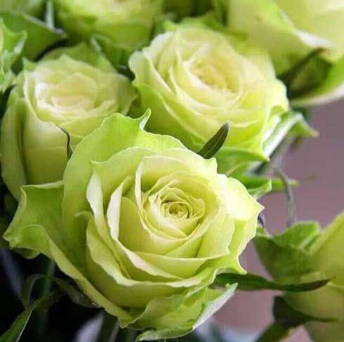 Амандін (Amandine)