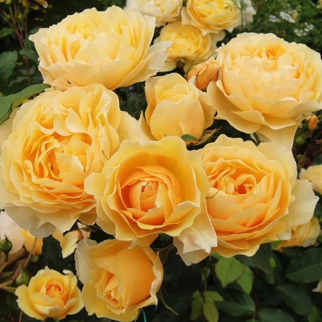 Graham Thomas - Грехем Томас