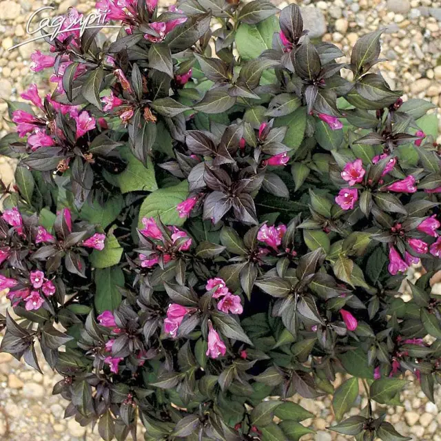 Вейгела квітуча Minor Black