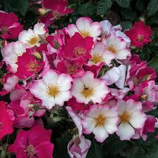 Оккі ді Фата - Occhi di Fata