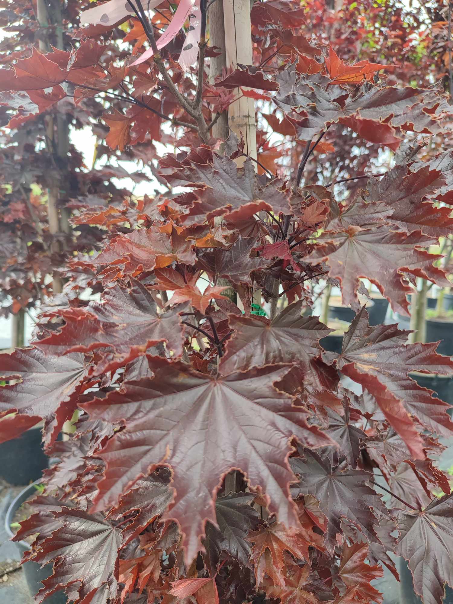 Клен "Crimson Sentry"