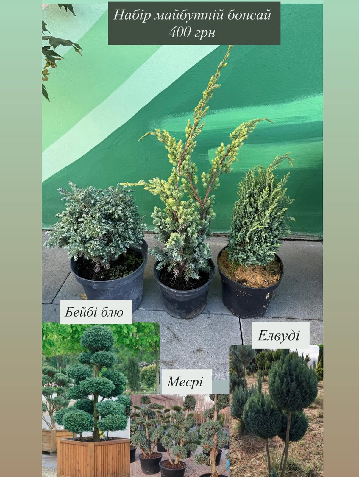 Набір майбутній бонсай