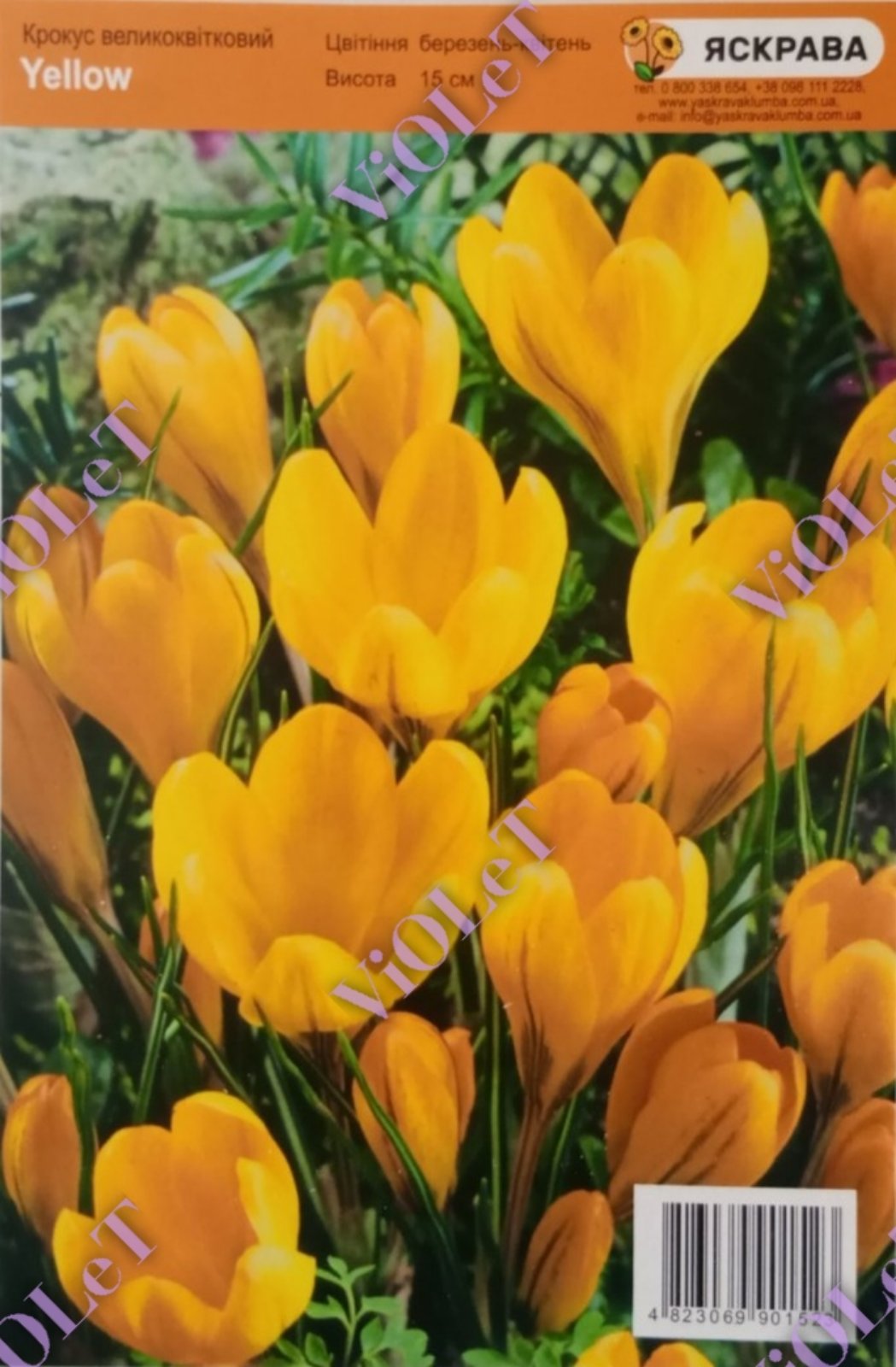 Yellow, крокус великоквітковий, 7/8, 1 шт