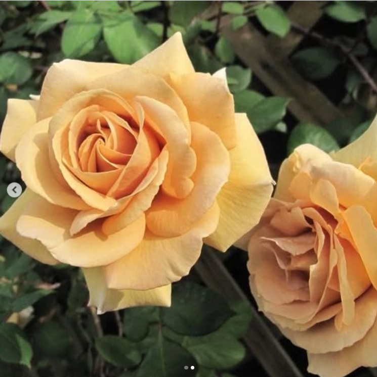 Батерскоч ( Іриска ) — Butterscotch