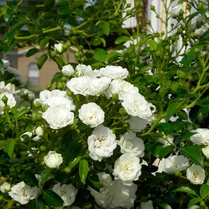 🌹 Троянда Miniature White Okrywowa