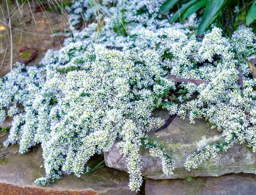 Айстра повзуча  Snow flurry ( касетна розсада )