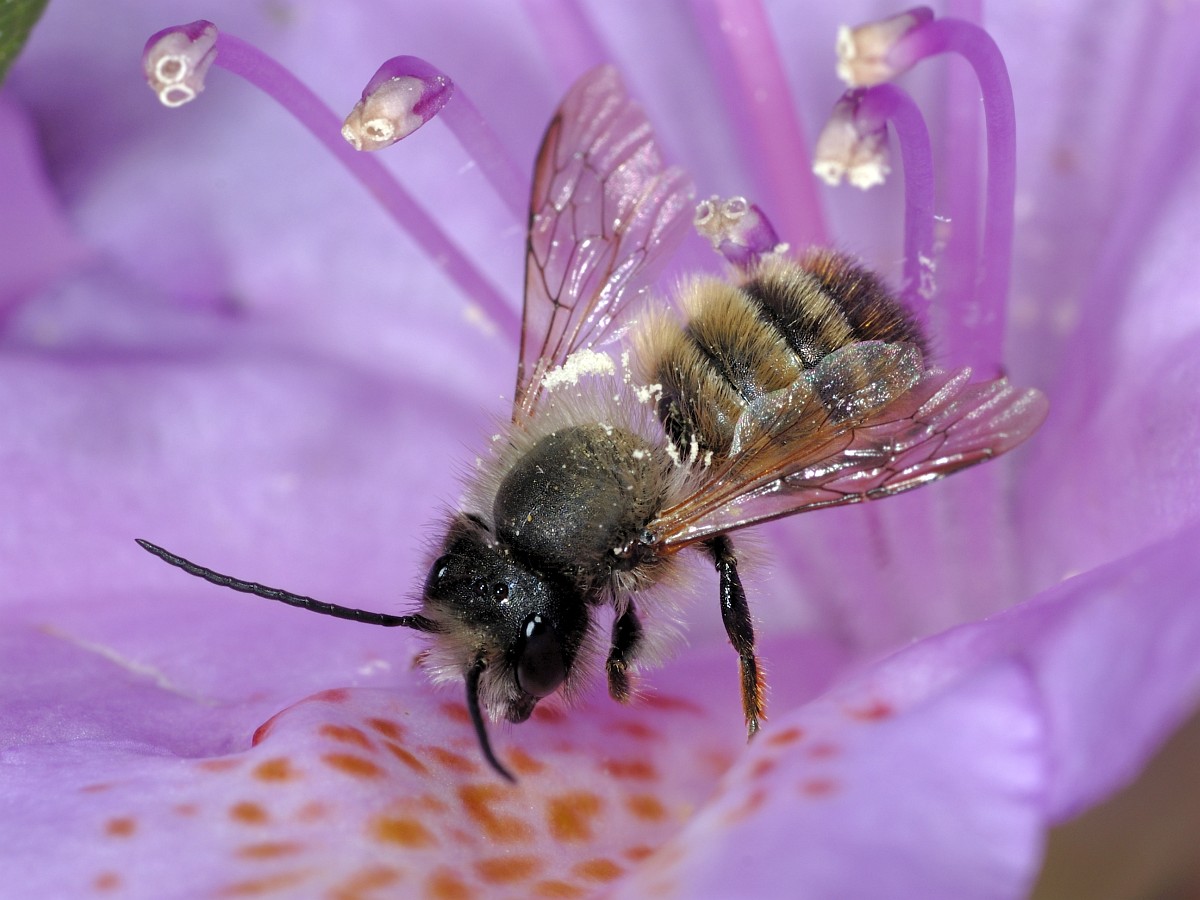 Осмія руфа (Osmia rufa)