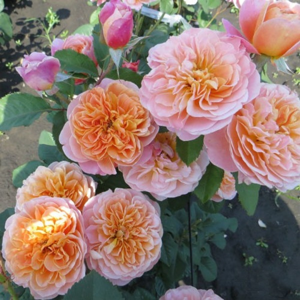 Імпресіоніст — The Impressionist