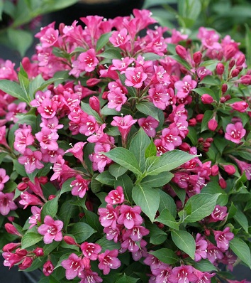 🌺 Вейгела квітуча Minuet (Вейгела "Мінует")